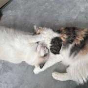 ヒメ日記 2025/12/29 11:04 投稿 ☆桜子【サクラコ】☆ ピンクコレクション尼崎店