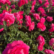 ヒメ日記 2025/11/09 15:46 投稿 あのん ハピネス東京 吉原店