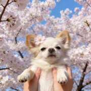 ヒメ日記 2026/04/04 17:49 投稿 てんか 金瓶梅(きんぺいぱい)(雄琴)