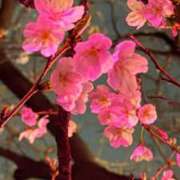 ヒメ日記 2026/03/26 15:56 投稿 有栖川 熟女の風俗最終章 新横浜店