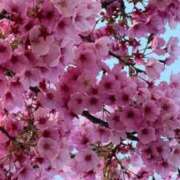 ヒメ日記 2026/04/01 00:26 投稿 有栖川 熟女の風俗最終章 新横浜店