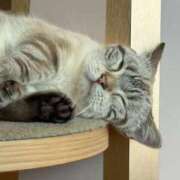 ヒメ日記 2025/11/10 18:20 投稿 ここあ ハンドメイドコレクション太田