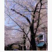 ヒメ日記 2026/04/03 17:45 投稿 花宮　かのん プルプル京都性感エステ　はんなり