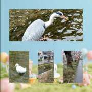 ヒメ日記 2026/02/16 15:09 投稿 小田嶋　さえ エテルナ京都