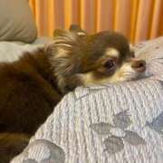 ヒメ日記 2026/01/18 17:39 投稿 ポルン Cawaiiハイ！スクールリターンズ