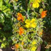 ヒメ日記 2025/11/26 09:44 投稿 ありか 小田原人妻城