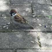 ヒメ日記 2026/01/11 19:29 投稿 まおみ 完熟ばなな 谷九店