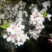 ヒメ日記 2026/04/16 21:27 投稿 雨音 せりな Prae(プラエ)