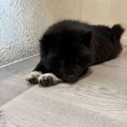 ヒメ日記 2026/02/17 18:15 投稿 こころ アート姫