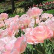 ヒメ日記 2026/04/13 16:59 投稿 奏乃(かの) PLUS十三店