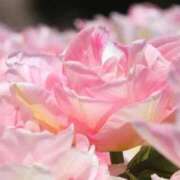 ヒメ日記 2026/04/19 15:58 投稿 奏乃(かの) PLUS十三店