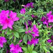 ヒメ日記 2026/04/19 16:08 投稿 奏乃(かの) PLUS十三店