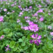 奏乃(かの) レンゲソウ PLUS十三店