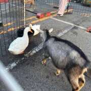 西野　夏美 退勤しました😇 Amateras～アマテラス～