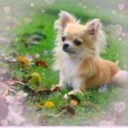 ヒメ日記 2025/11/08 19:02 投稿 神木りく こあくまな熟女たち三河店（KOAKUMAグループ）