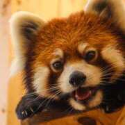 ヒメ日記 2025/11/16 21:35 投稿 りお 虹色メロンパイ 横浜店