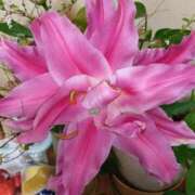 りえ りえです 熟女デリヘル倶楽部