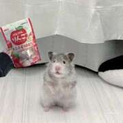 ココナ ココナ（スピード難波店） スピード難波店