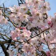 ヒメ日記 2026/04/07 15:37 投稿 そな ノーブラで誘惑する奥さん谷九・日本橋