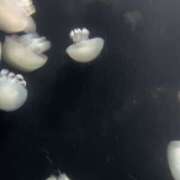 ヒメ日記 2025/11/11 19:40 投稿 すず パイの巣