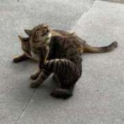 ヒメ日記 2025/11/02 12:58 投稿 ミハル ピカソ