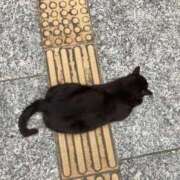 ヒメ日記 2025/11/03 14:32 投稿 ミハル ピカソ