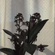 ヒメ日記 2025/11/04 00:43 投稿 ミハル ピカソ