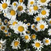 ミハル ⚠️必読 ピカソ