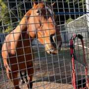 ヒメ日記 2025/11/30 13:00 投稿 ゆうひ 西船巨乳ぽっちゃり　乳神さま