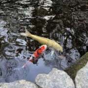 みよし 2日間💞 ビギナーズ神戸