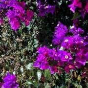 みいさ　☆完全無知な美乳M娘☆ 今日は誰に会えるかな🤭💭 PREMIUM～プレミアム～