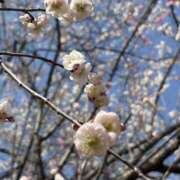 ヒメ日記 2026/03/02 19:36 投稿 みいさ　☆完全無知な美乳M娘☆ PREMIUM～プレミアム～