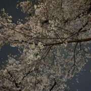 ヒメ日記 2026/04/01 01:28 投稿 矢澤こい グランエステ東京 品川（シンデレラグループ）