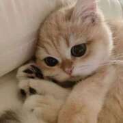 ヒメ日記 2026/03/22 12:22 投稿 まりあ　綺麗と可愛いが絶妙な美女 ROYAL FACE