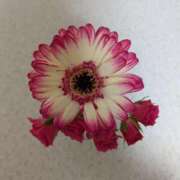 ヒメ日記 2025/12/08 11:12 投稿 園田みや子 五十路マダムエクスプレス船橋店(カサブランカグループ)