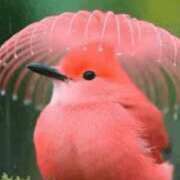 ヒメ日記 2026/01/23 10:18 投稿 園田みや子 五十路マダムエクスプレス船橋店(カサブランカグループ)