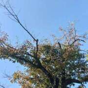 ヒメ日記 2025/11/07 12:48 投稿 里中結衣(ゆい) 東京不倫～とうきょうふりん～