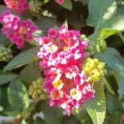 ヒメ日記 2025/11/08 08:58 投稿 里中結衣(ゆい) 東京不倫～とうきょうふりん～