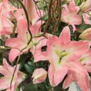 ヒメ日記 2025/11/09 12:48 投稿 里中結衣(ゆい) 東京不倫～とうきょうふりん～