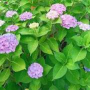 ヒメ日記 2026/07/15 21:48 投稿 里中結衣(ゆい) 東京不倫～とうきょうふりん～