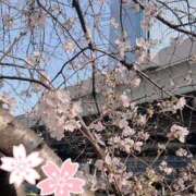 ヒメ日記 2026/03/30 20:10 投稿 星宮 ゆうり イマジン東京