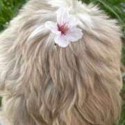 ヒメ日記 2026/04/13 20:41 投稿 さやか 妻天 日本橋店