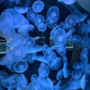 ヒメ日記 2026/01/28 08:33 投稿 愛沢蘭花 お姉さんCLUB