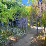 ヒメ日記 2026/03/26 17:04 投稿 海-UMI- 博多最高級濃厚洗体風俗エステ シャルドネ福岡