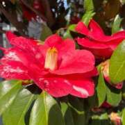 ヒメ日記 2026/03/28 11:24 投稿 海-UMI- 博多最高級濃厚洗体風俗エステ シャルドネ福岡