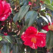 ヒメ日記 2026/03/28 11:54 投稿 海-UMI- 博多最高級濃厚洗体風俗エステ シャルドネ福岡