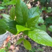 ヒメ日記 2026/04/08 11:54 投稿 海-UMI- 博多最高級濃厚洗体風俗エステ シャルドネ福岡