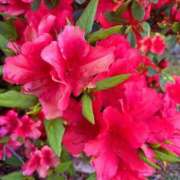 ヒメ日記 2026/04/10 20:44 投稿 海-UMI- 博多最高級濃厚洗体風俗エステ シャルドネ福岡