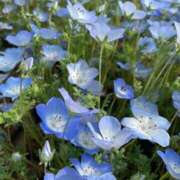 ヒメ日記 2026/04/12 14:44 投稿 海-UMI- 博多最高級濃厚洗体風俗エステ シャルドネ福岡