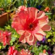 ヒメ日記 2026/04/17 11:44 投稿 海-UMI- 博多最高級濃厚洗体風俗エステ シャルドネ福岡